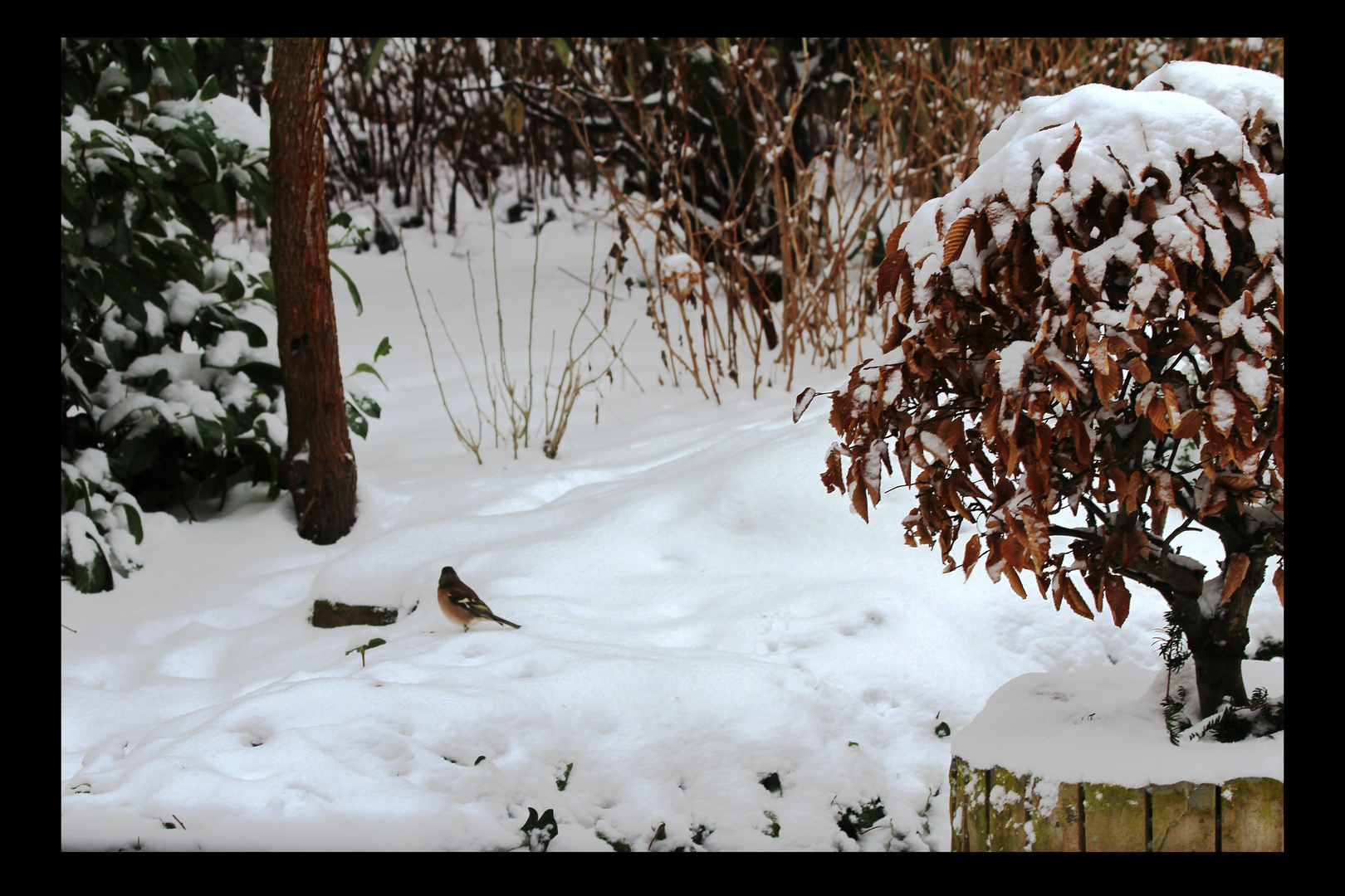 Buchfink im Schnee