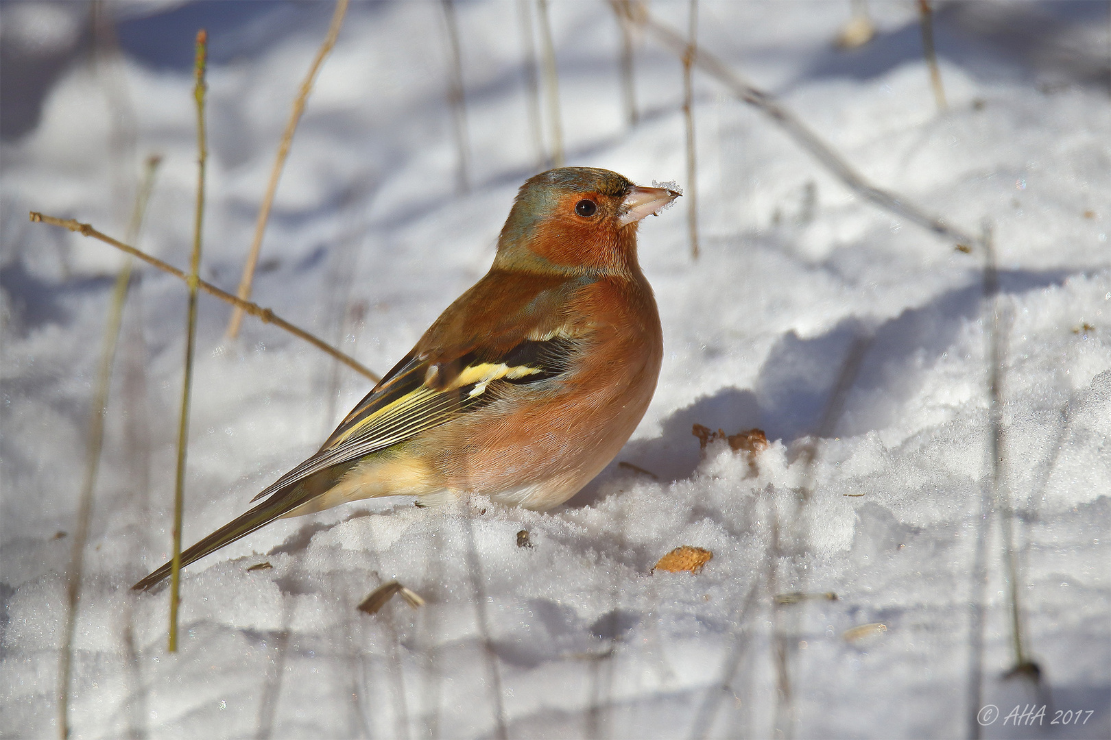 Buchfink im Schnee