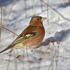 Buchfink im Schnee