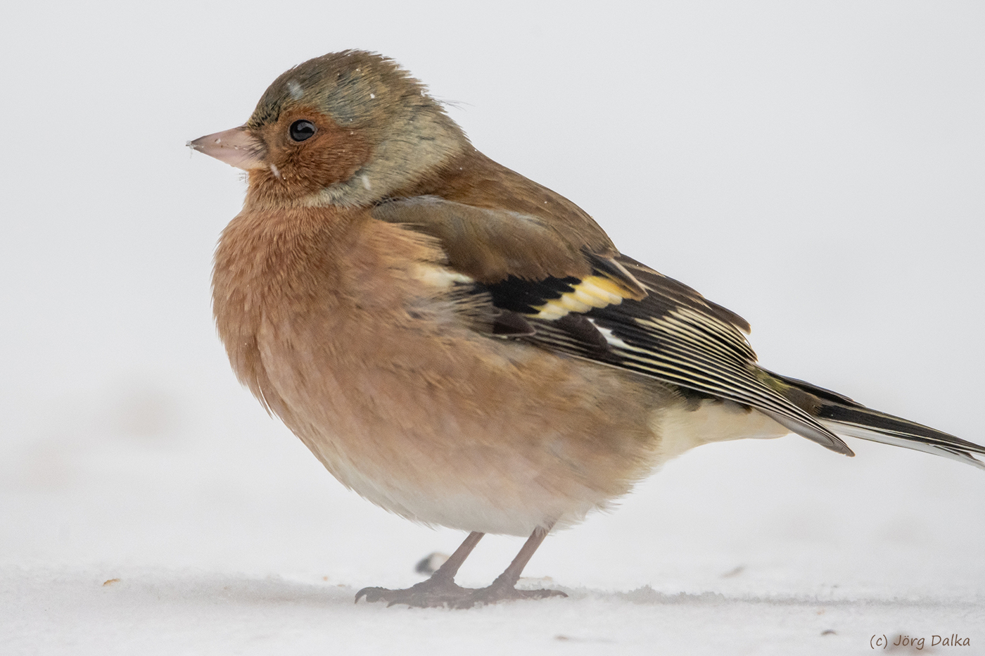 Buchfink im Schneegestöber