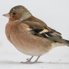 Buchfink im Schneegestöber