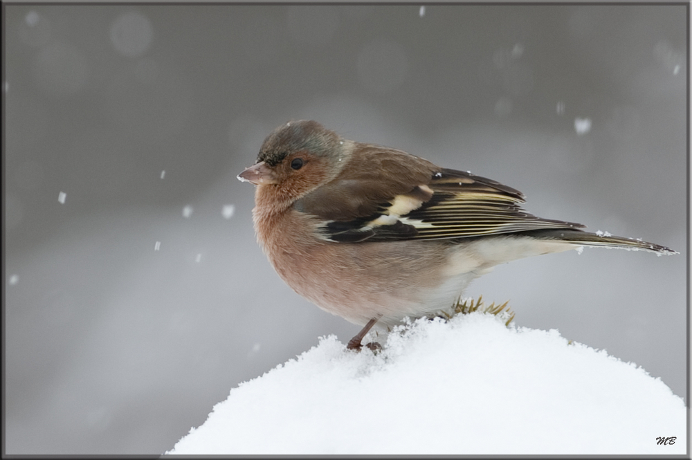 Buchfink im Schneegestöber...