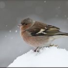 Buchfink im Schneegestöber...