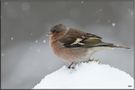 Buchfink im Schneegestöber... von Marion B Photo 