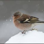 Buchfink im Schneegestöber...