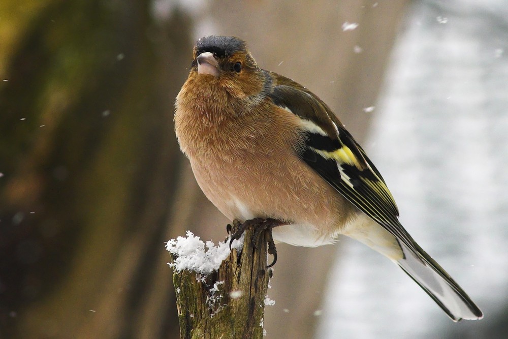 Buchfink im Schneetreiben