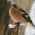 Buchfink im Schneetreiben