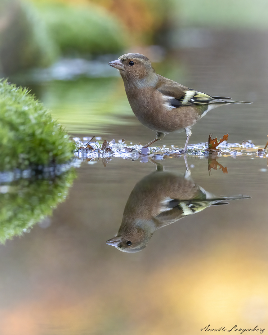 Buchfink im schönen Herbstlicht