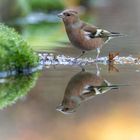 Buchfink im schönen Herbstlicht