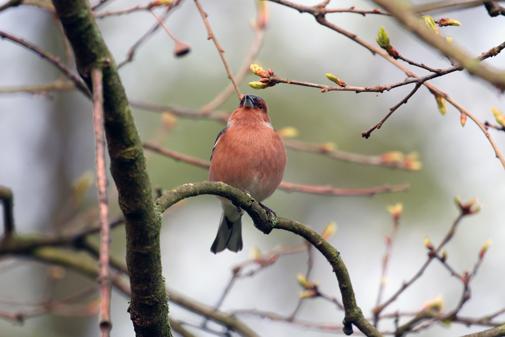 Buchfink im Stadtpark