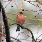 Buchfink im Stadtpark