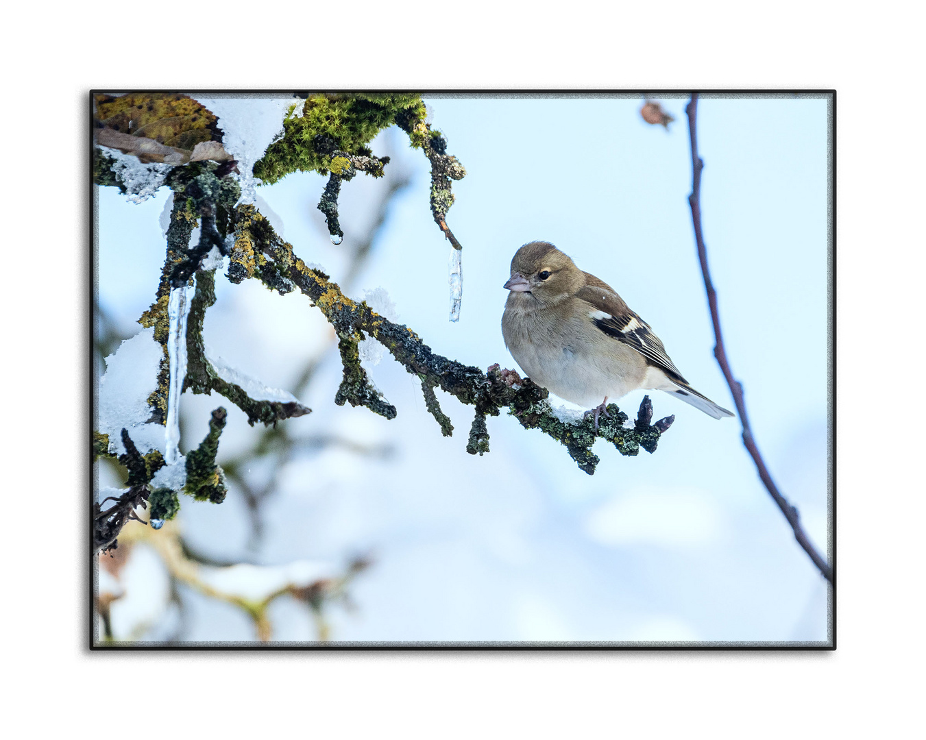 Buchfink im verschneiten Apfelbaum