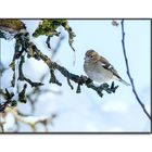 Buchfink im verschneiten Apfelbaum