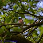 Buchfink im Wald