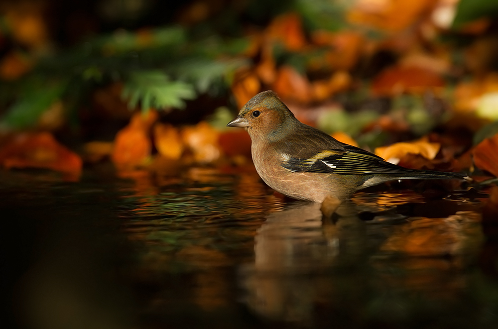 Buchfink im Waldbad