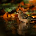 Buchfink im Waldbad