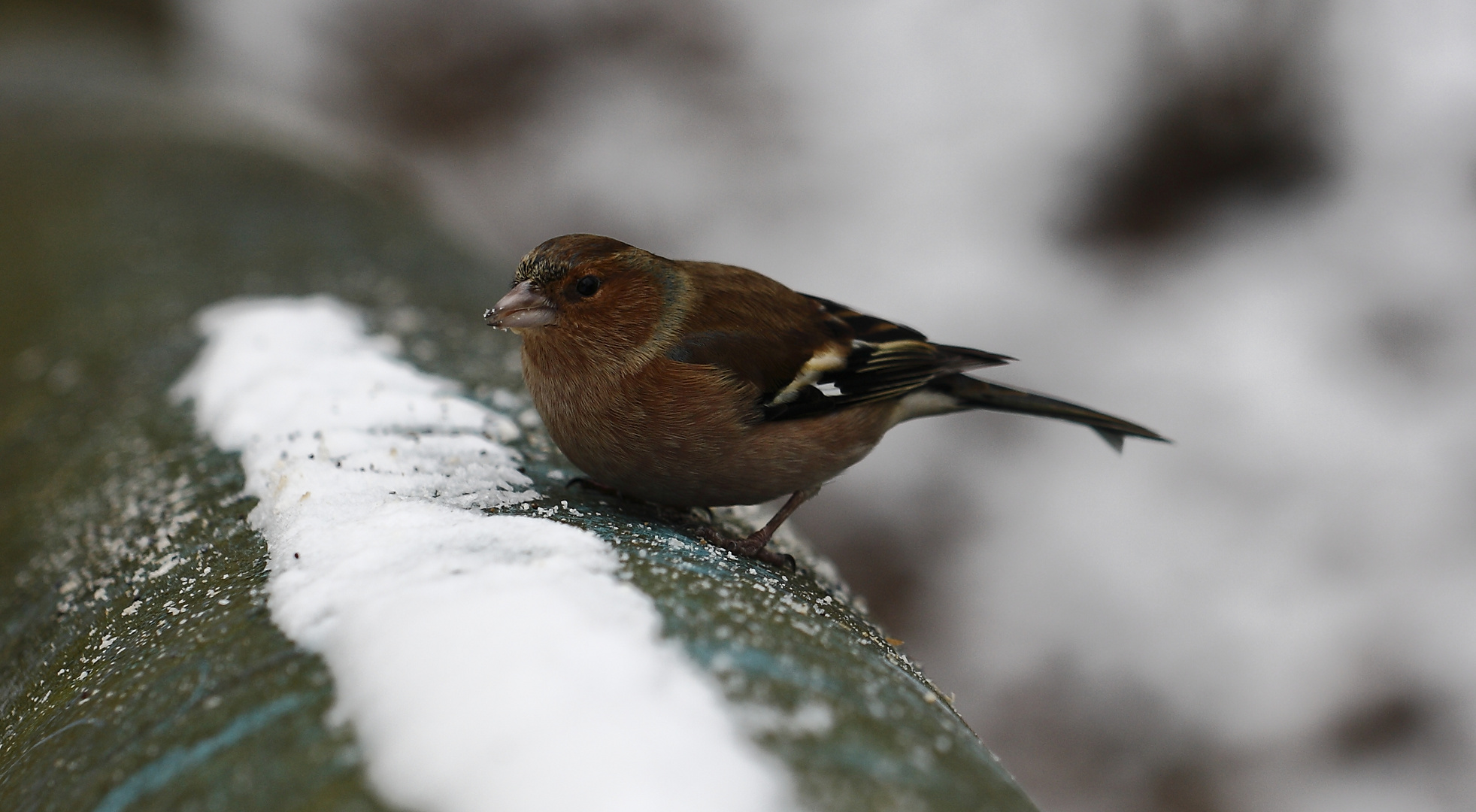 buchfink im winter