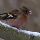 Buchfink im Winter