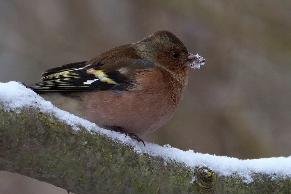 Buchfink im Winter