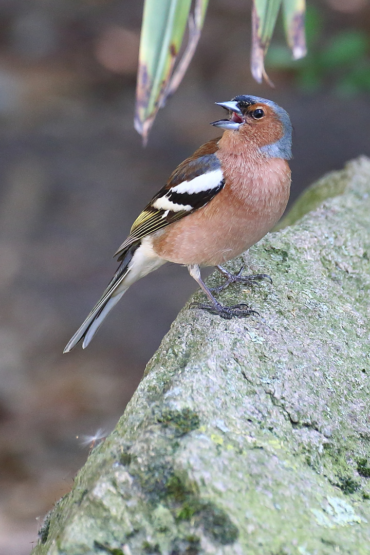 Buchfink im Zoo