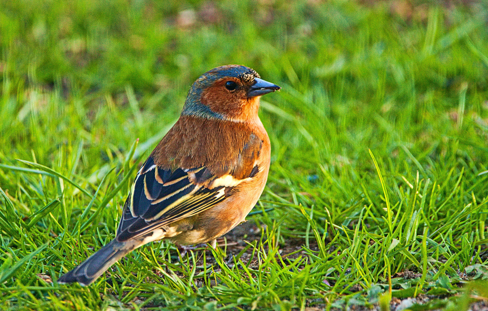 Buchfink in den Abendsonne