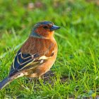 Buchfink in den Abendsonne