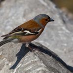 Buchfink in den Bergen