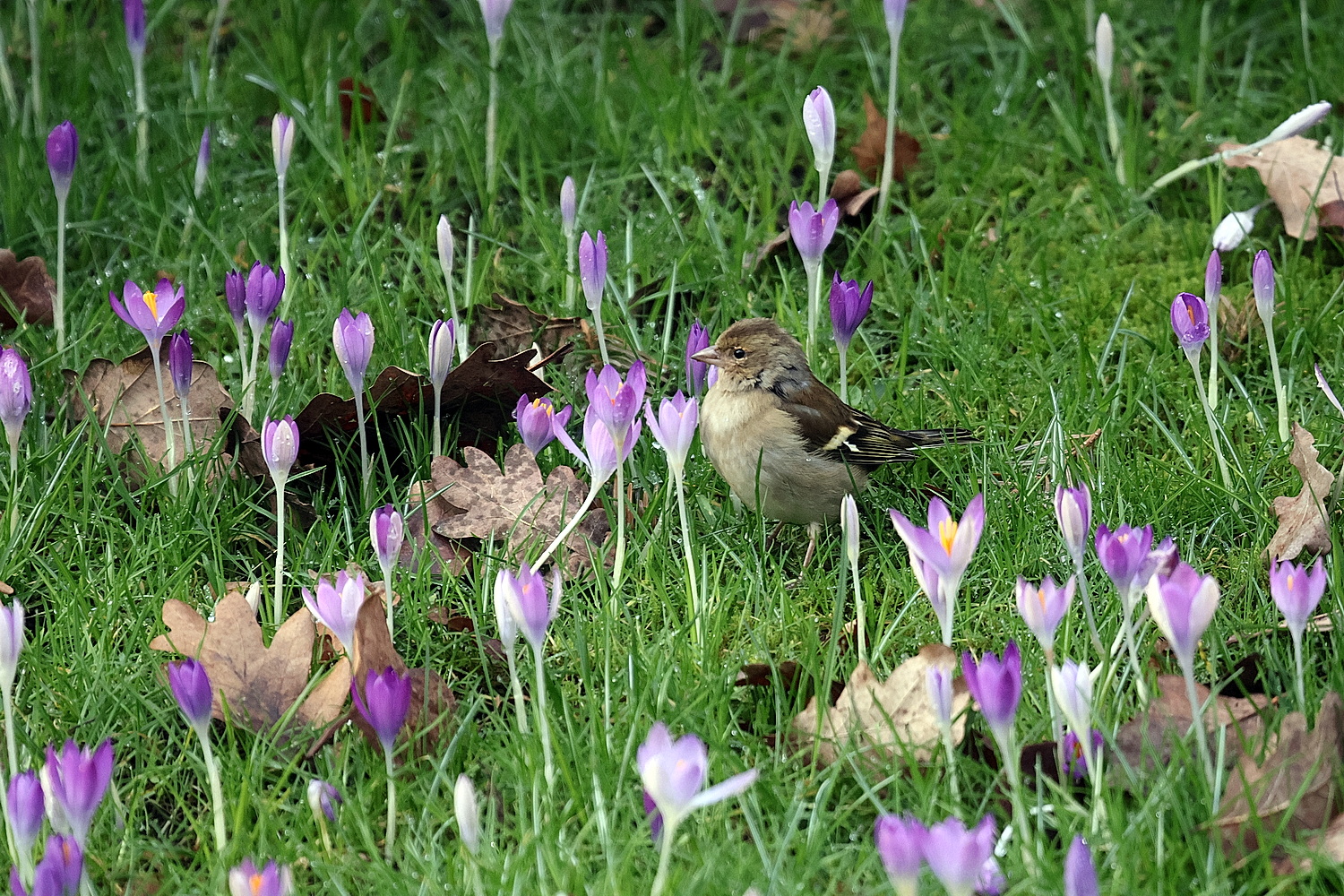 Buchfink in der der Krokuswiese