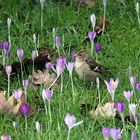 Buchfink in der der Krokuswiese