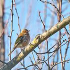 Buchfink in der Februarsonne