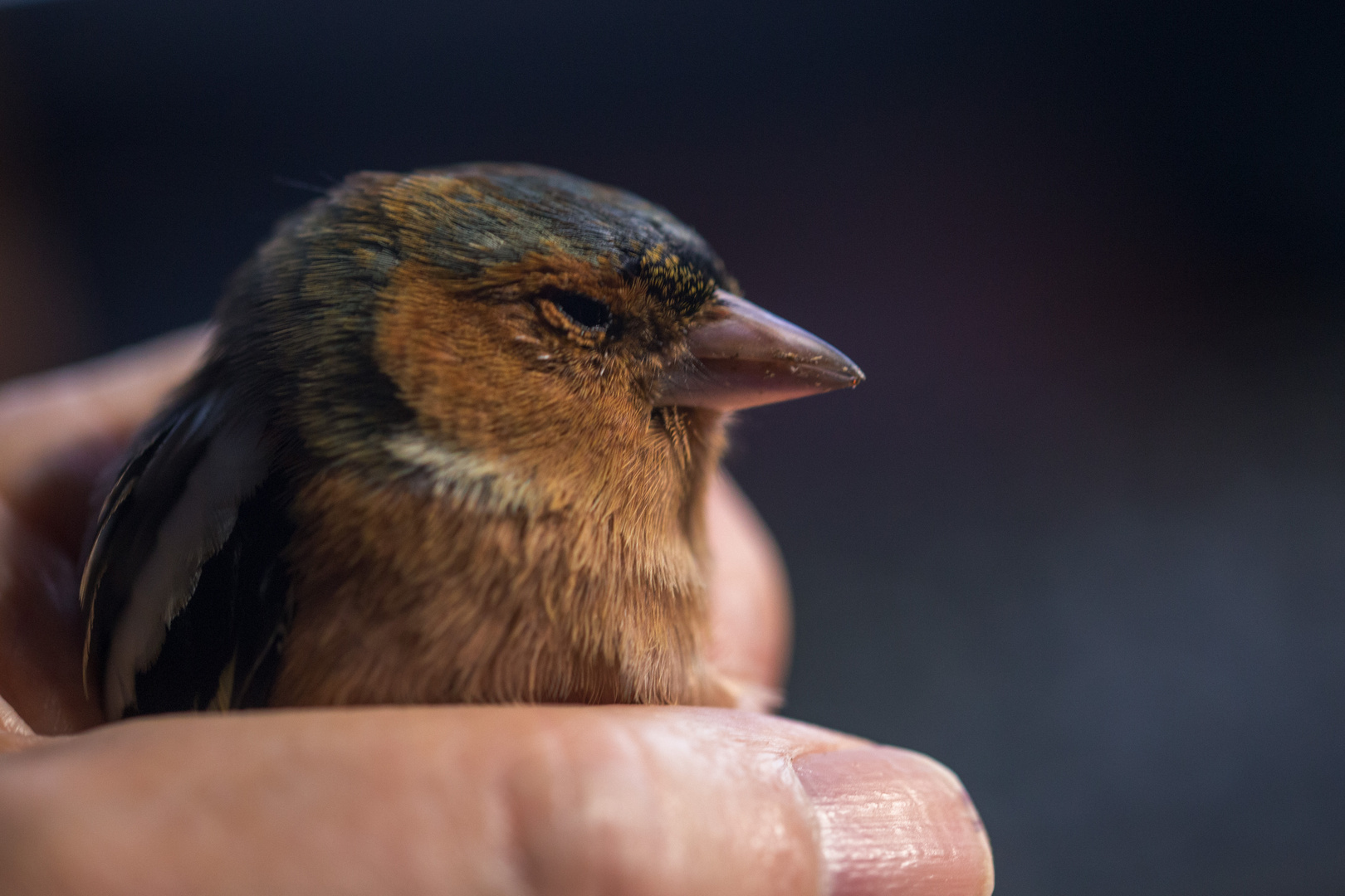 Buchfink in der Hand