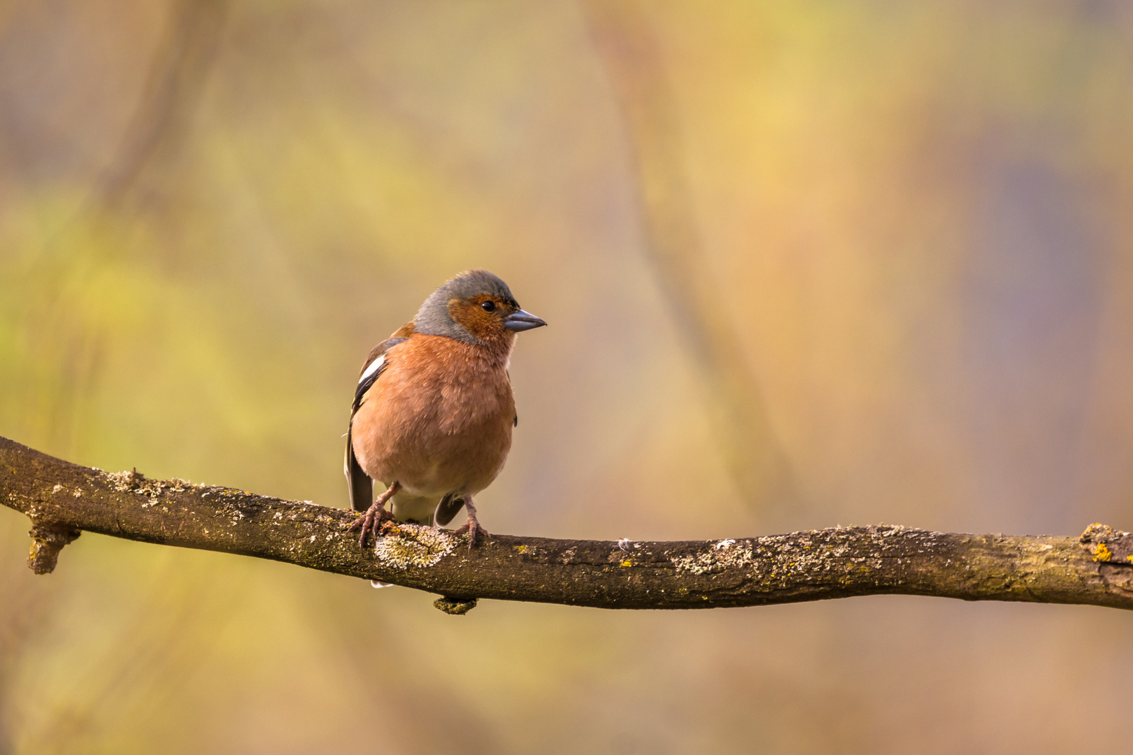 Buchfink in der Morgensonne