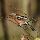 Buchfink in der Sonne