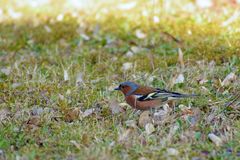 Buchfink in der Wiese.