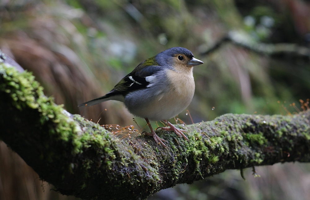 Buchfink in Madeira