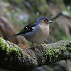 Buchfink in Madeira