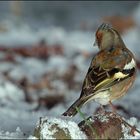 Buchfink in Pose (Fringilla coelebs)