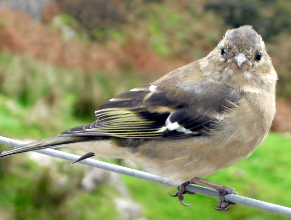 Buchfink in Snowdonia