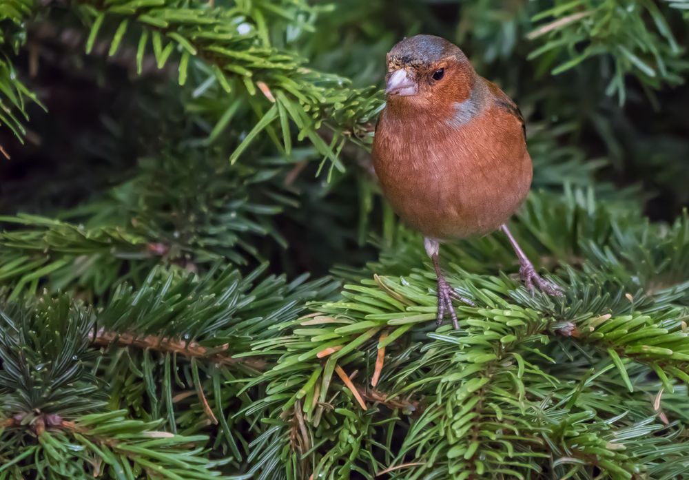 "BUCHFINK" (ISO 6400)