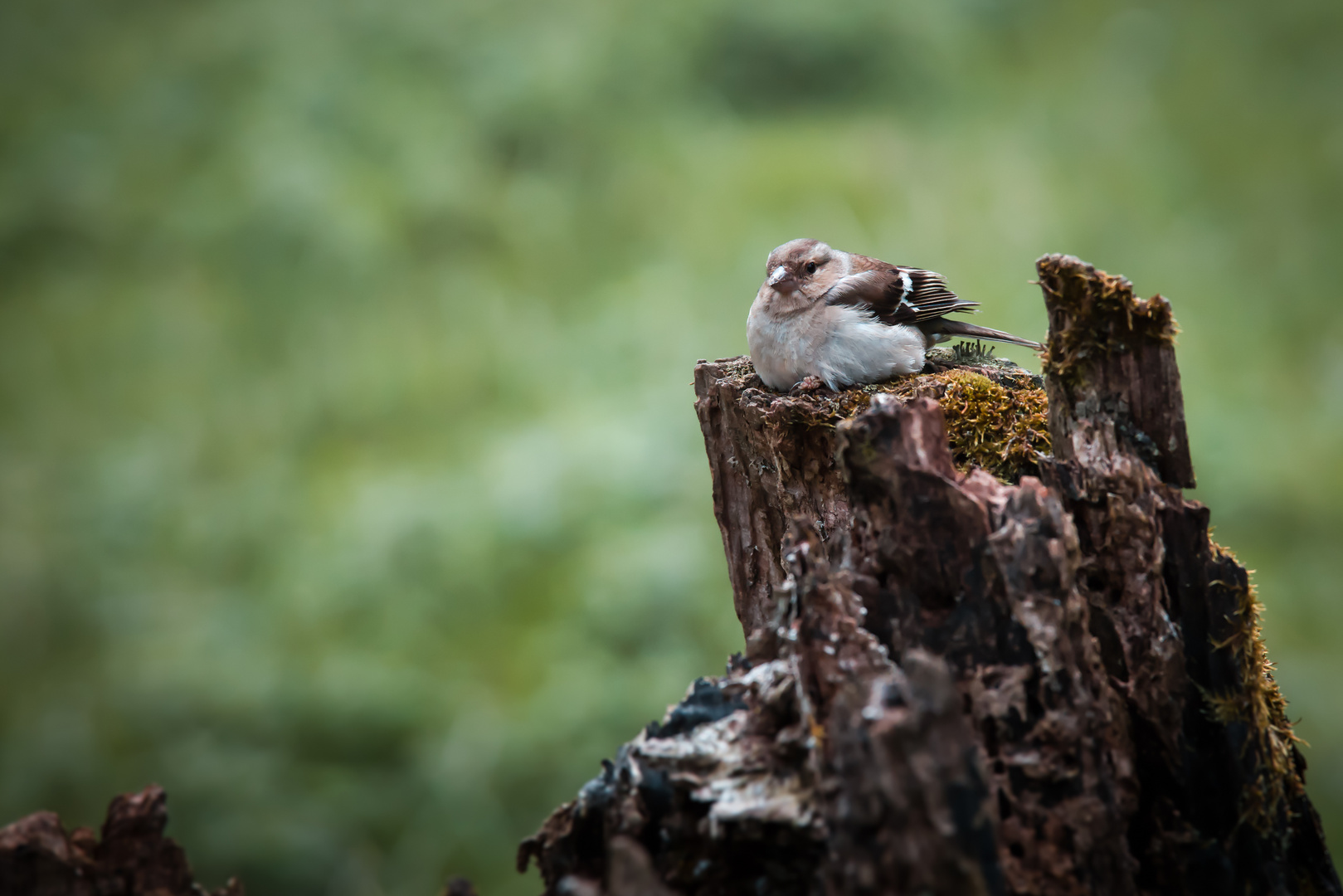 Buchfink (Jungvogel)