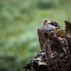 Buchfink (Jungvogel)