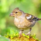 Buchfink (Jungvogel)