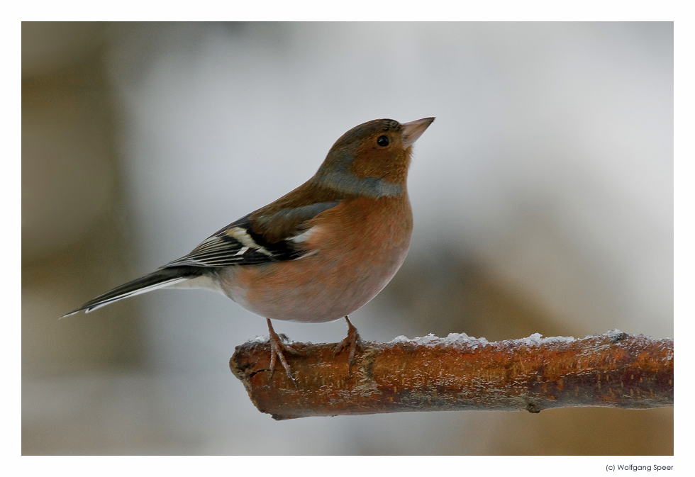 Buchfink (m)