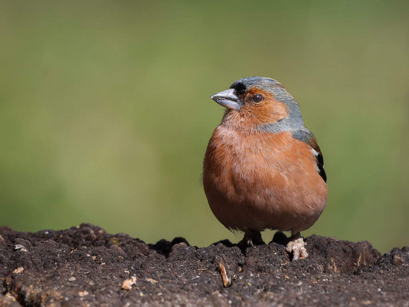 Buchfink (M) (Fringilla coelebs)