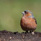 Buchfink (M) (Fringilla coelebs)