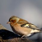 Buchfink M (Fringilla coelebs)