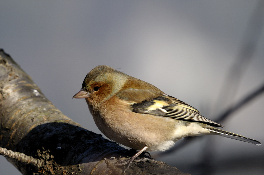 Buchfink M (Fringilla coelebs)