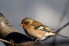 Buchfink M (Fringilla coelebs)