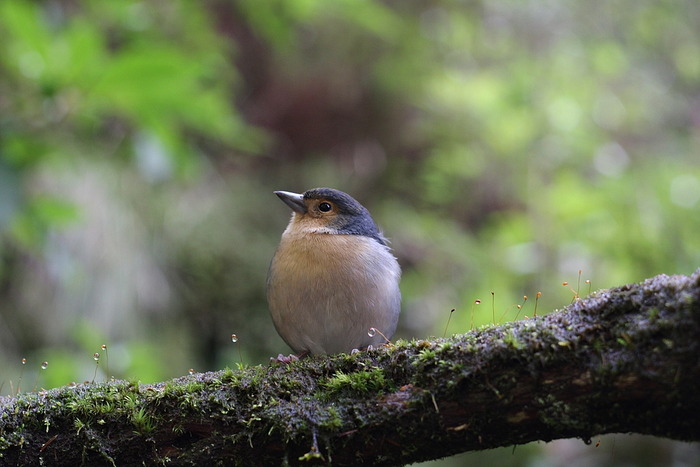 Buchfink Madeira