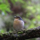 Buchfink Madeira